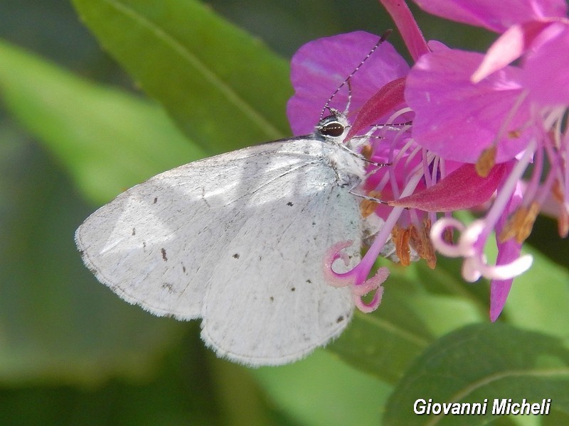 Lycaenidae 2 da ID - Celastrina argiolus